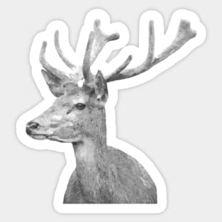 Black and White Deer Sticker